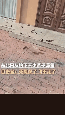 “这下真的解释不清了！”黑龙江五常天冷了，女子家门口却聚了堆燕子，冻死也不往南飞
