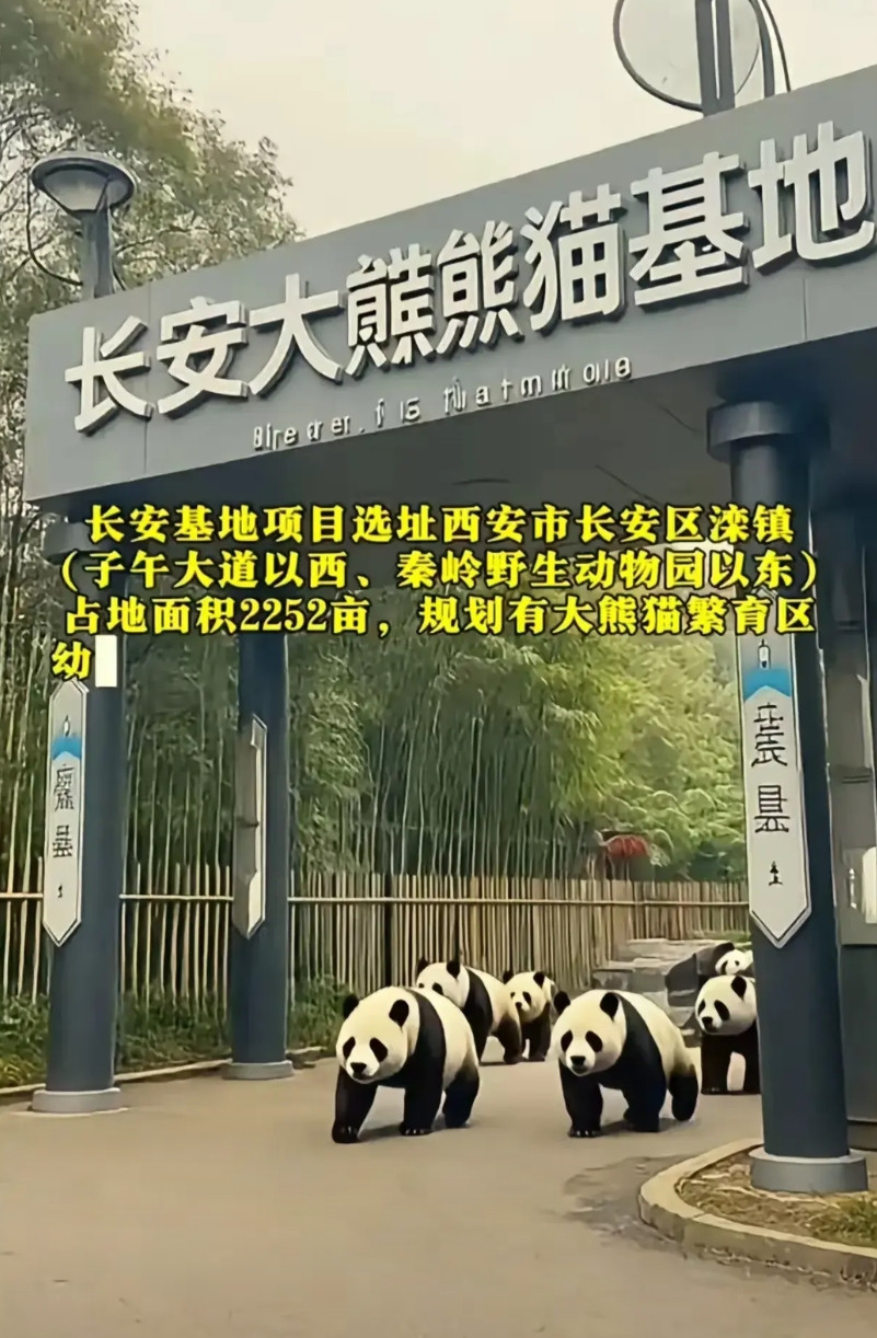 西安终于醒悟了:成都把熊猫做成了城市的名片，凭什么我不能！一说到看大熊猫，相信
