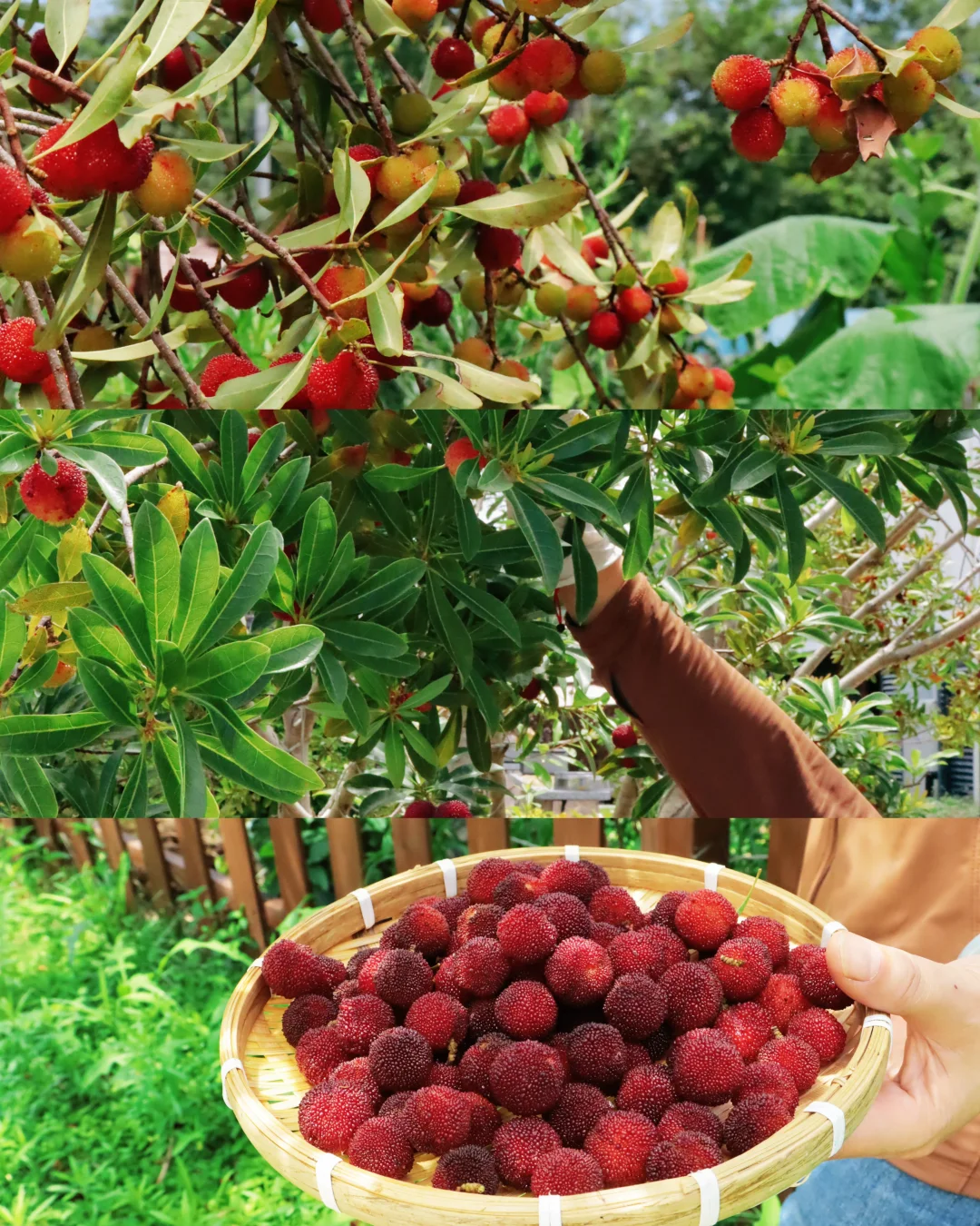 来乡熙，摘一捧院子里的夏甜