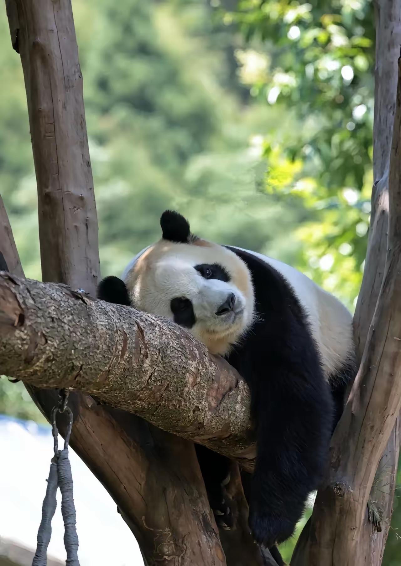福宝福公主这几天不太开心是因为她喜欢的平衡木不小心塌啦当时差点夹到宝宝的脚脚