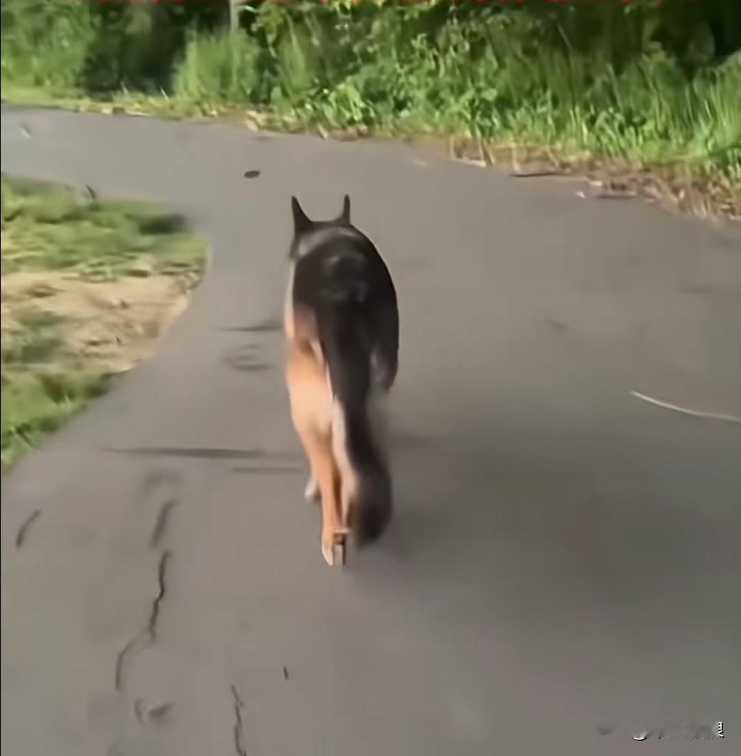 十五岁的警旺老狗，自知大限将至，摇摇晃晃地独自离家出走。训导员在后面默默跟随。不