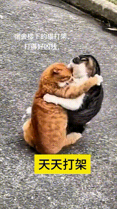 哎呀妈呀老铁快看！宿舍楼底下这俩小猫，隔空喵喵对喊半天终于憋不住闹到一块儿了