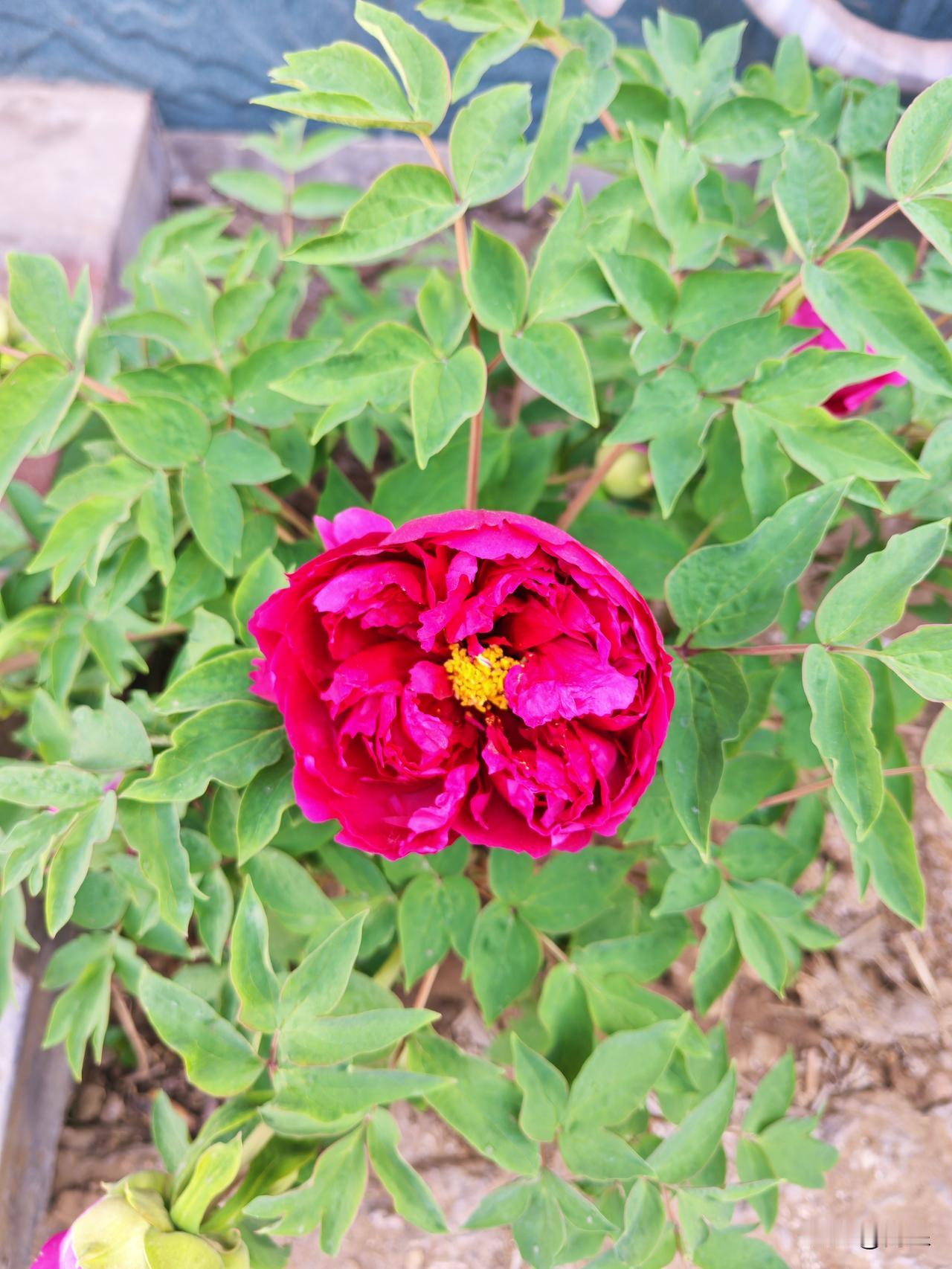 老家的牡丹花开了，唐代牡丹为国花，唐代诗人写道，唯有牡丹真国色，花开时节动京城。