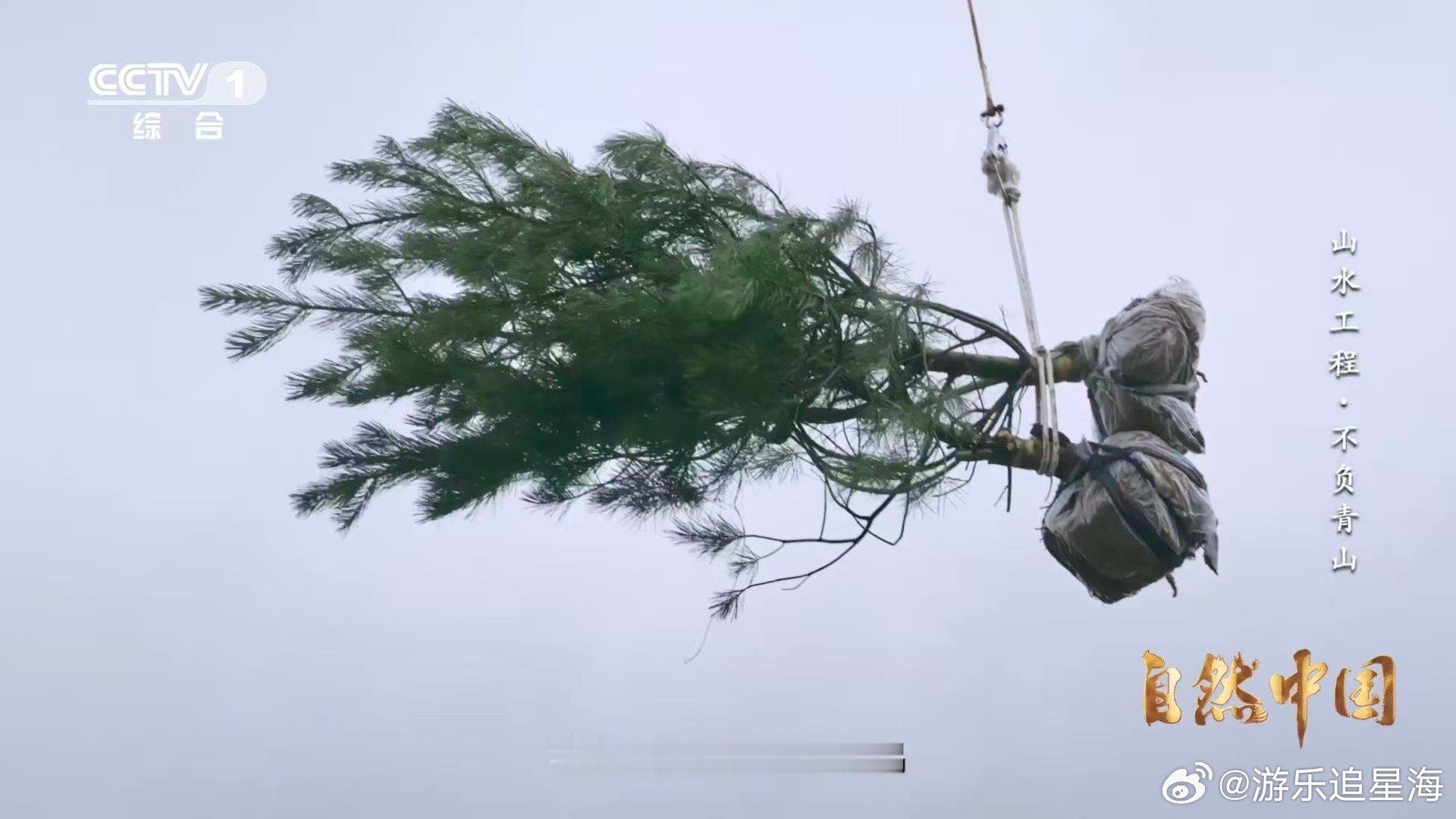 秦岭深处树在天上飞当无人机拉起滑索穿云破雾，树苗如翠鸟展翼掠过深谷——这是秦岭