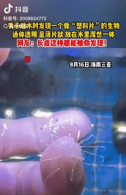 彻底解释不清了！8月16日，一男子在三亚潜水时，发现一个浑身透明的生物，本来他还