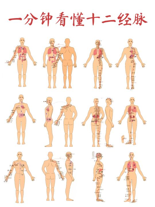 养生必看！1分钟速览12经脉走向🔎