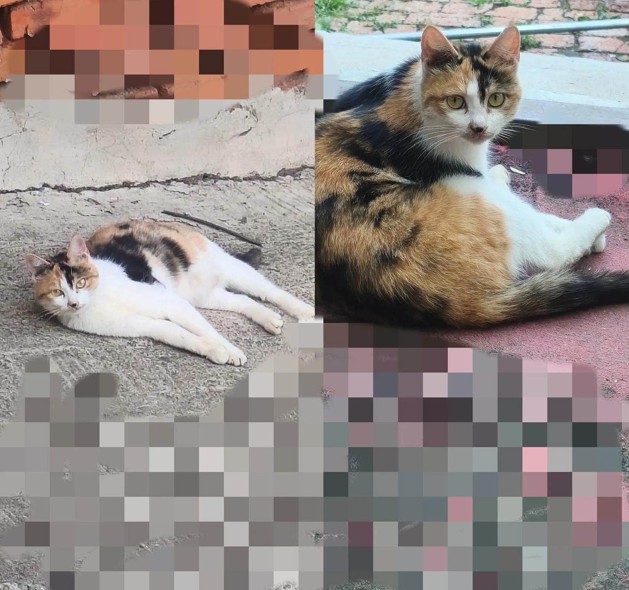 谁能想到啊，养了三年的狸花猫，说走就走了。还记得在楼下花坛捡它