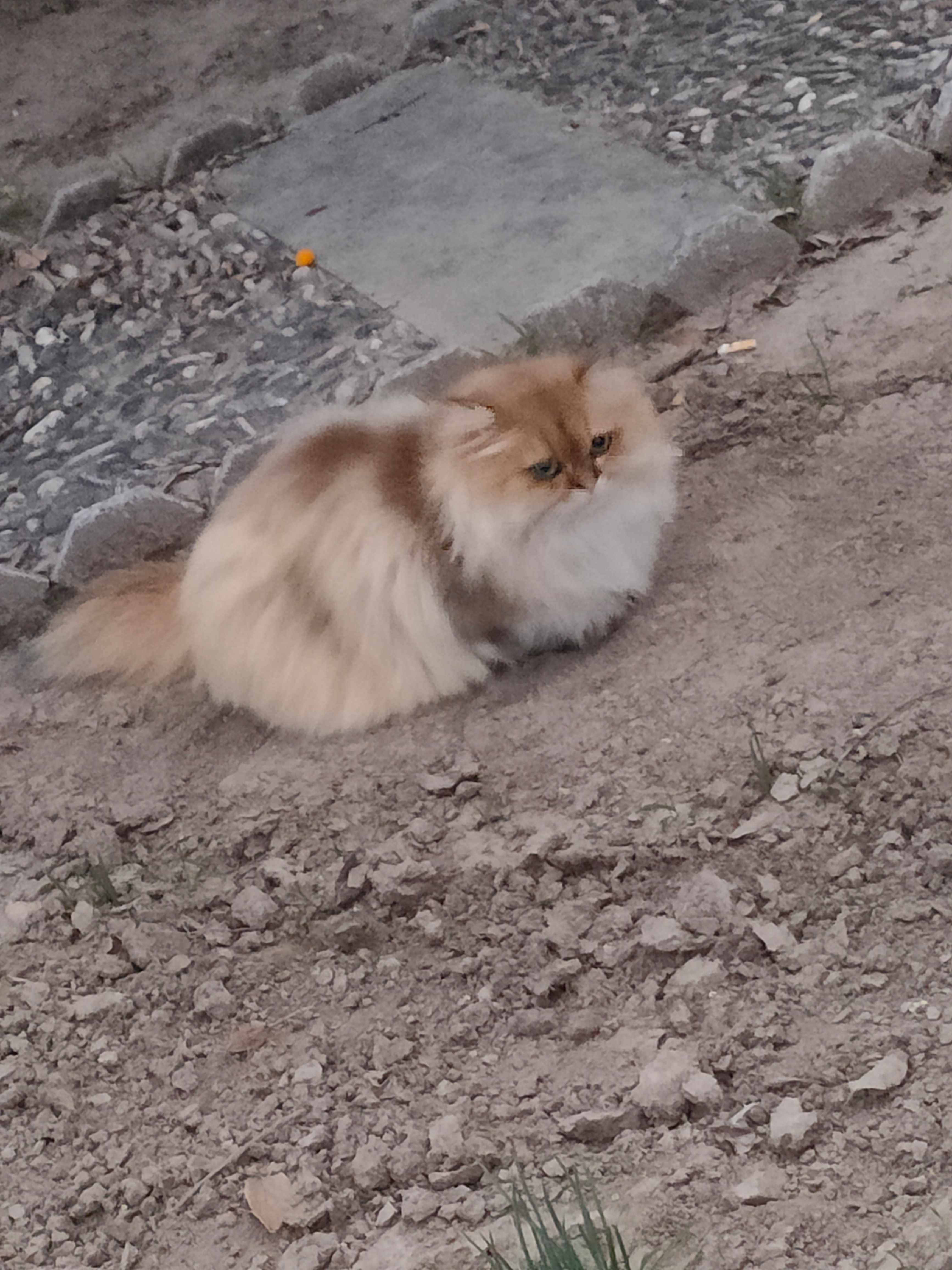 这个世界不能没有猫猫。太可爱了猫咪金渐层​​​