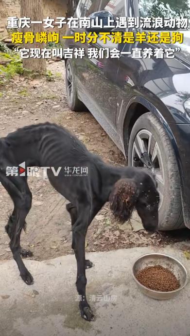 瘦成骨架的流浪狗肚大如球，女子一个举动改写它濒死的命运