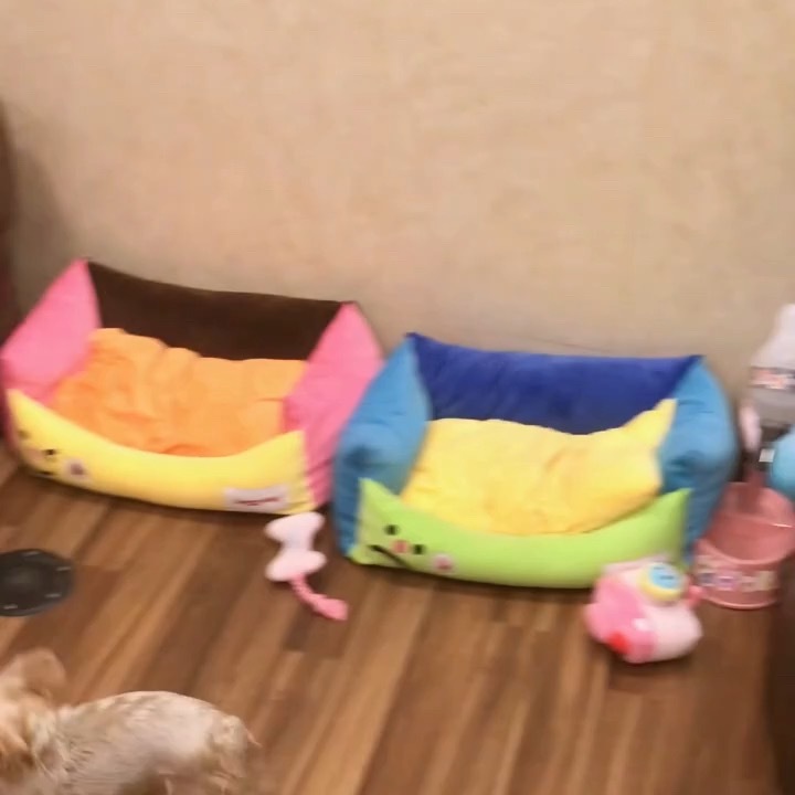 说实话我还真没见过能把小狗狗养这么好的，就算下班很晚了也会打着手电筒带小狗出去溜