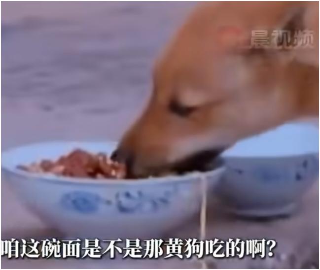 沙溢吃狗吃过的面这事儿，可算真相大白了！2016年《爸爸去哪儿4》早餐任务，儿子