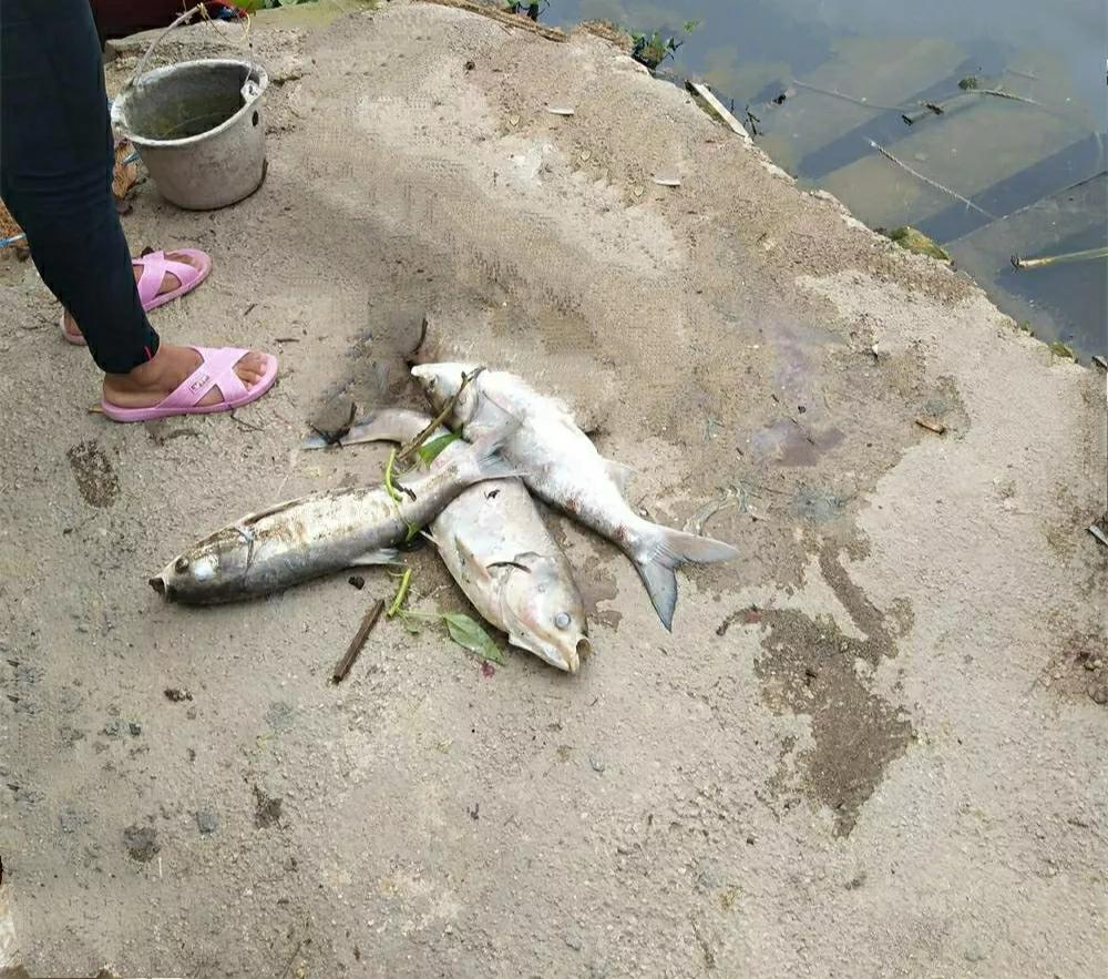 有没有小时候吃过瘟鸡、瘟鸭、死鱼的？[微笑]碰到一位在水塘边捡死鱼的妇人，说