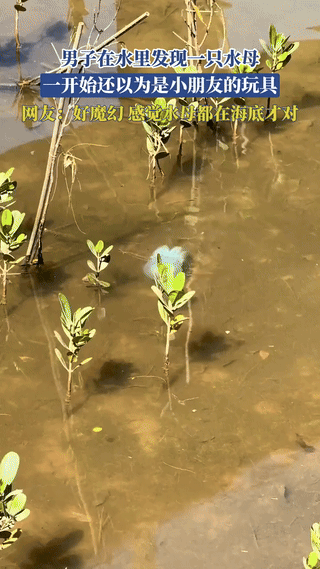 “解释不清了！”广东深圳，一男子在坝光水域发现一只淡蓝色水母，一开始还以为是孩子