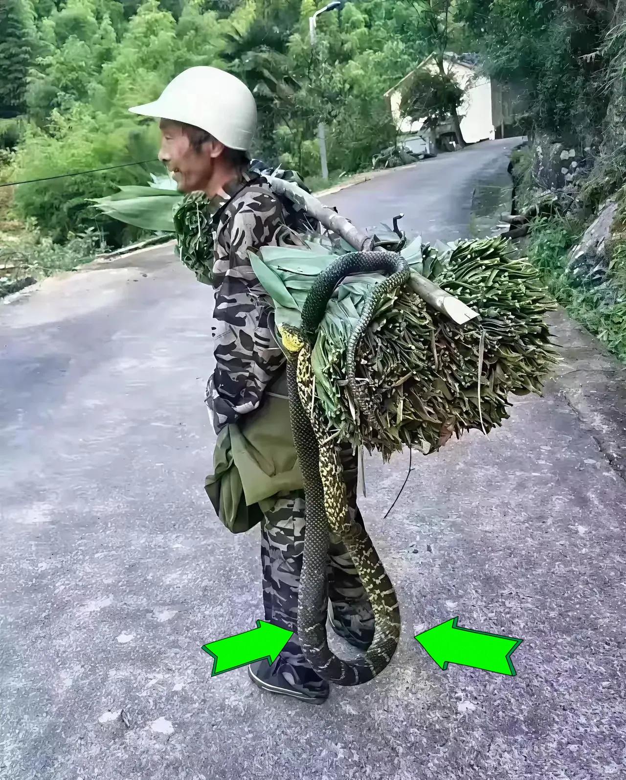 砍柴砍出“惊喜”！大爷手提8斤大蛇下山，网友：这胆儿我服了大爷上山砍柴回