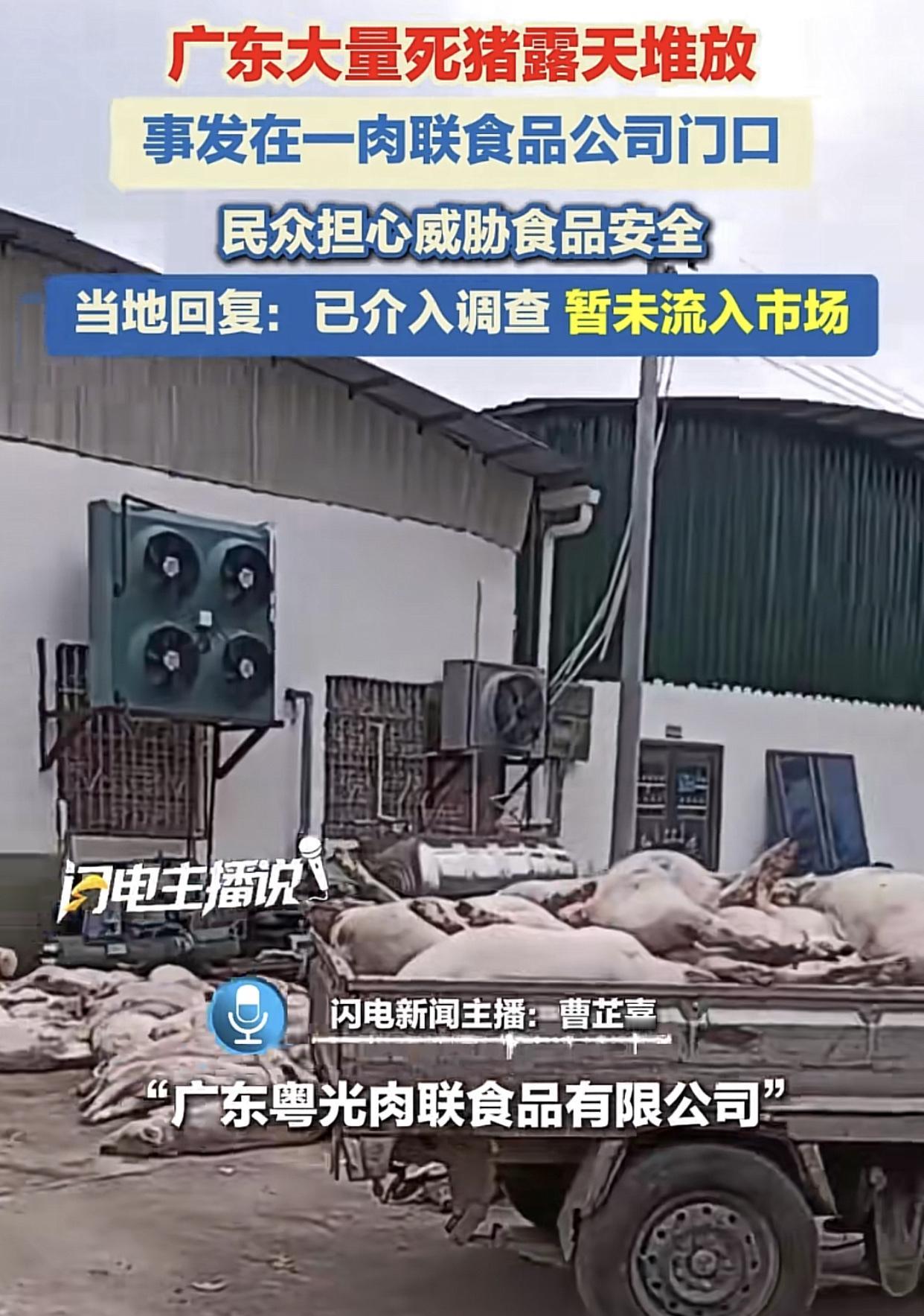 广东罗定某肉联厂大门口发现堆积小山一样的死猪被曝光!当地有关部门:暂未流入市场,