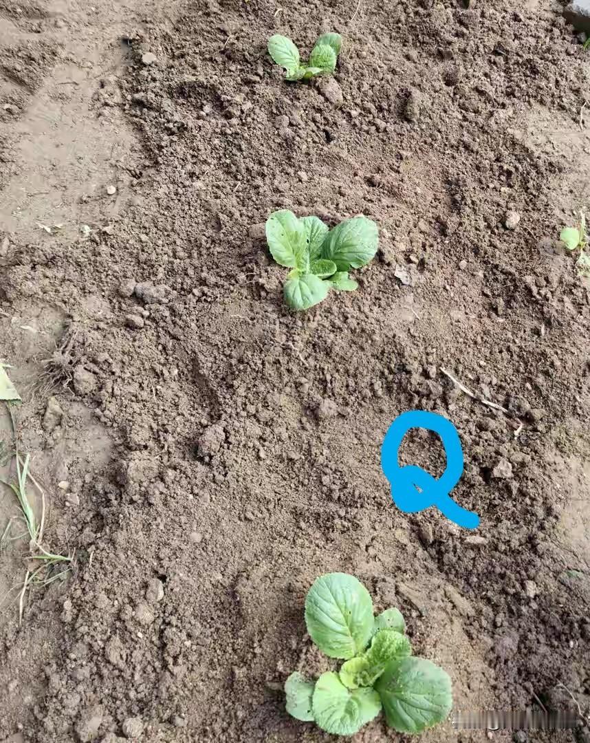 西红柿栽深了咋办？不要急，有妙招4月21日《西红柿有“三怕”，新手老手都要躲