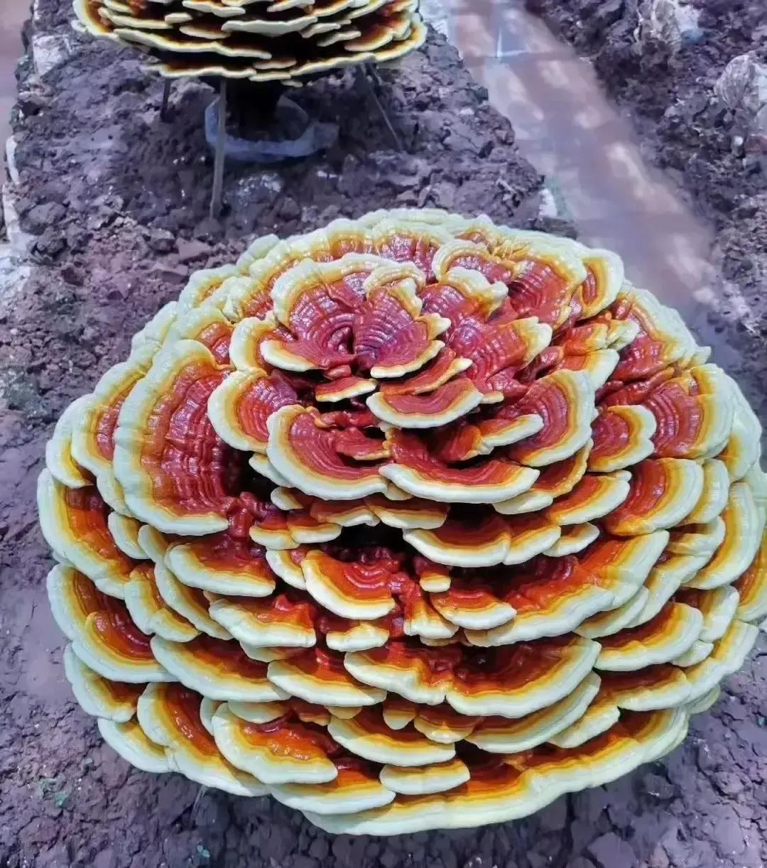 弟弟砍柴顺手给白蛇敷草药，转头就拿到灵芝种子卖钱盖新房。哥嫂眼红，连夜挖陷阱把