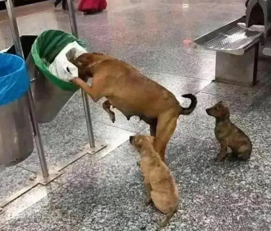 但行好事，莫问前程。（关于投递流浪猫狗）。法律无情人有情。