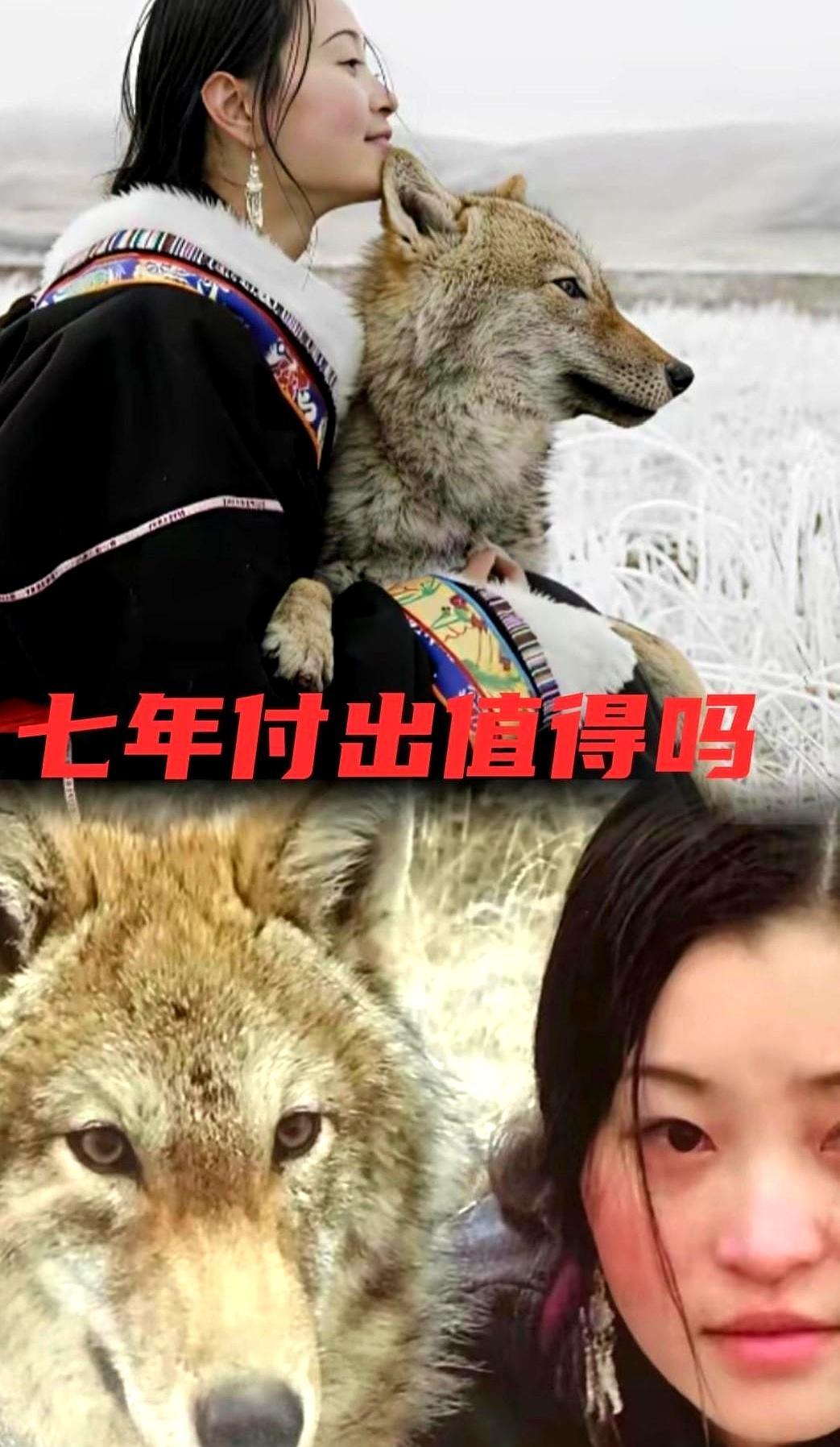 狼王叼回7年前红腰带这一幕把600万人看哭。2010年，画家李微若盖草原写