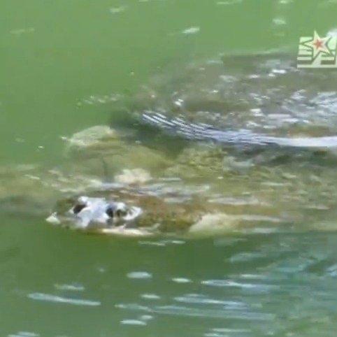 在苏州上方山森林动物世界，100多岁的斑鳖“苏苏”罕见现身，让不少游客大呼“活久