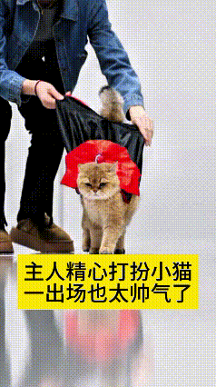 哎呀妈呀，咱这小猫咪也太有排面了！主人细心给小猫穿上帅气小披风，打扮得又酷又霸