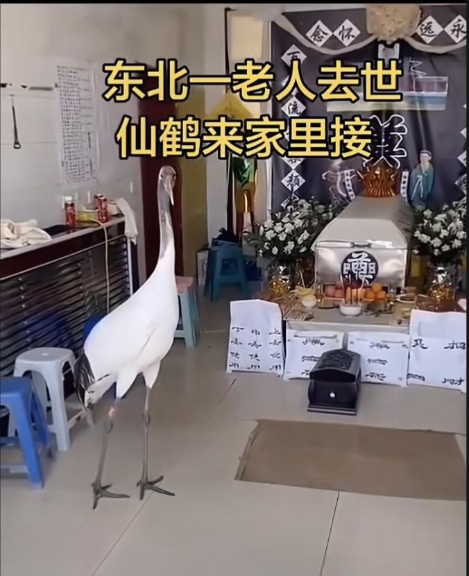 昨天刷抖音看到如图所示这个情景，说是东北一家人老人去世，一只仙鹤竟然从外面飞来，