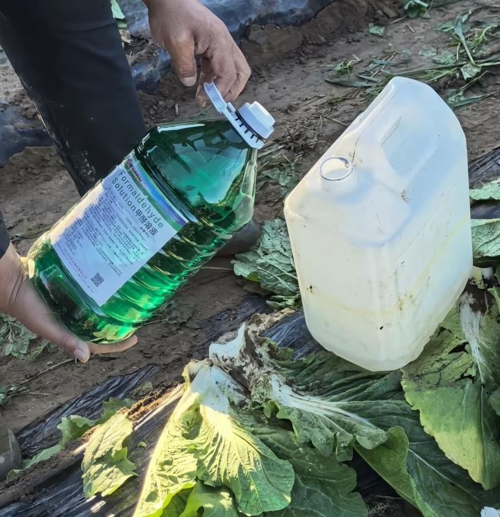新闻说白菜蘸甲醛保鲜，我赶紧看了一下冰箱里的那颗白菜，现在已经放了10多天，叶子