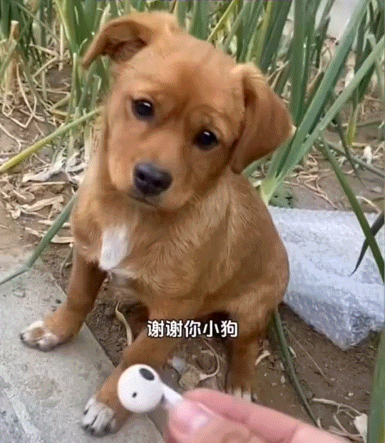 万物皆有灵性!辽宁,女子不慎丢了一只无线耳机,找了好几圈也没找到。不都说狗鼻子灵