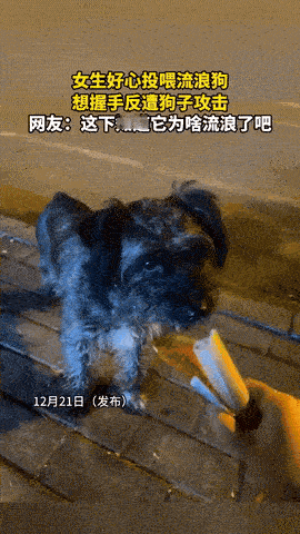 “悲剧还是发生了！”一女子在路边遇到一只流浪狗，看上去挺可怜，于是，好心拿出火腿