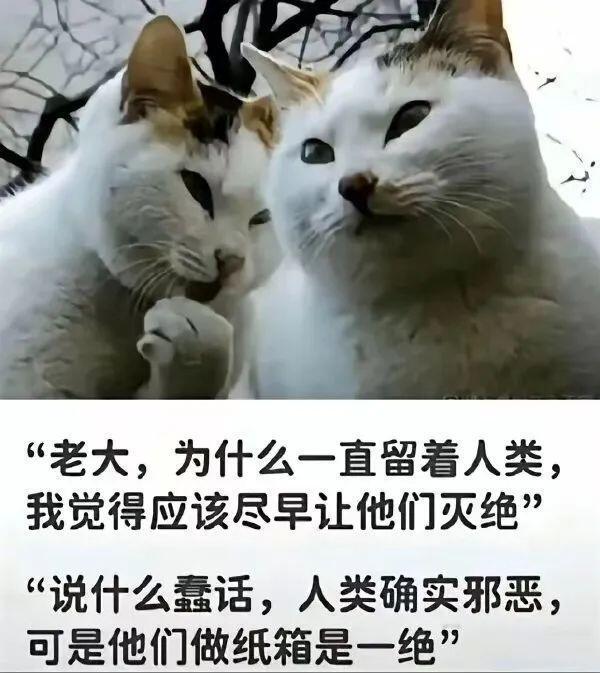 一些猫咪梗图