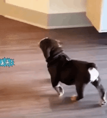 优雅的狗子，也不知道主人到底是怎么样的人，才能养出这么优雅的狗子。