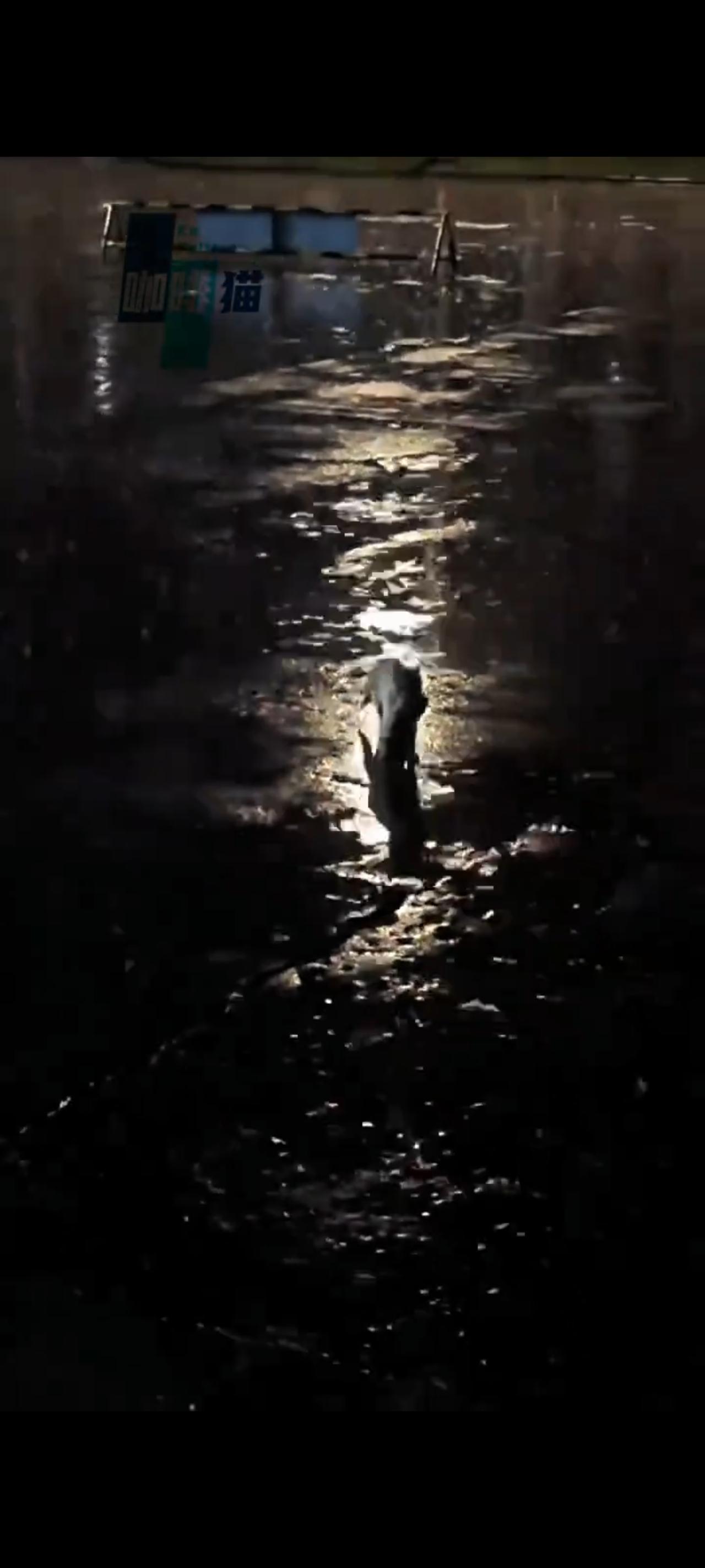 在一个倾盆大雨的夜晚，一只母猫突然叼着一只小猫冲入到了一户人家的门店里面！不