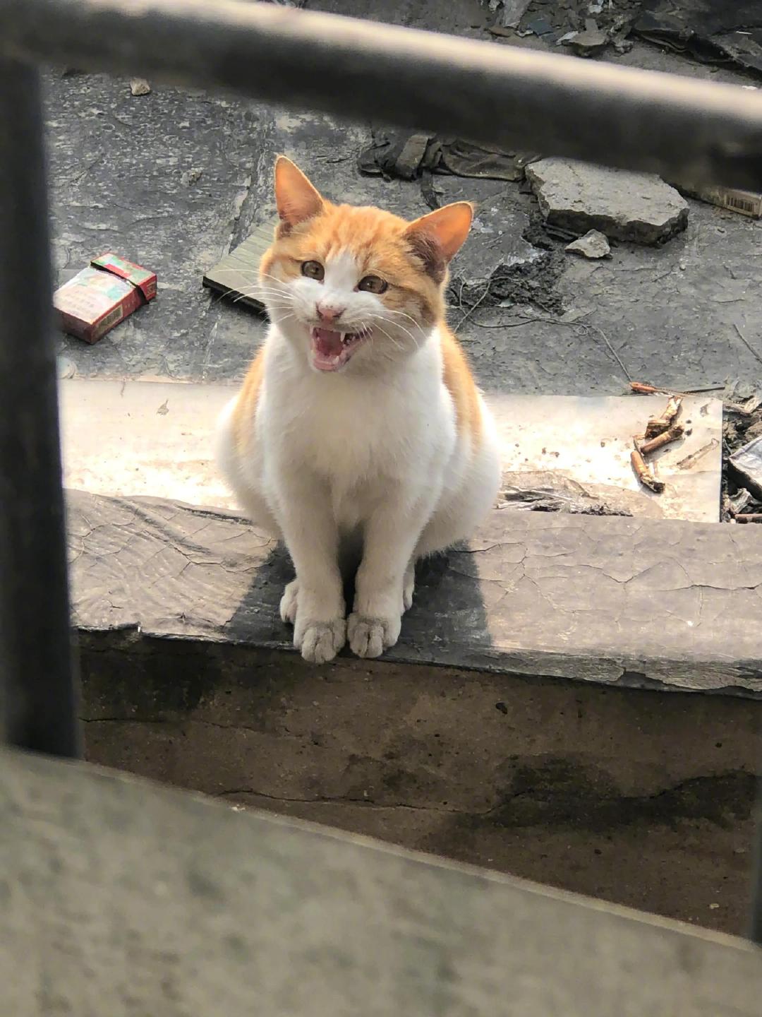 可爱的流浪猫小橘子越来越可爱了！