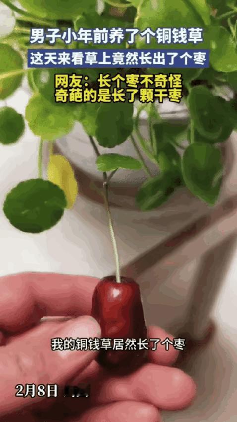 铜钱草盆里突然冒出红枣，网友拍视频火了。​1月22日小年那天，她给绿植浇水，发