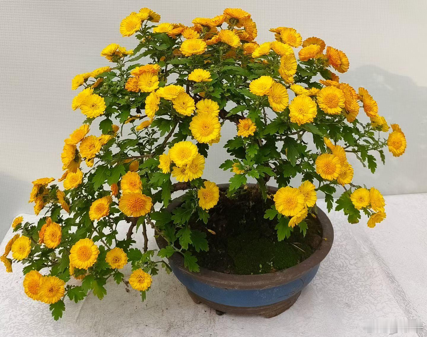 最美的菊花展🌹