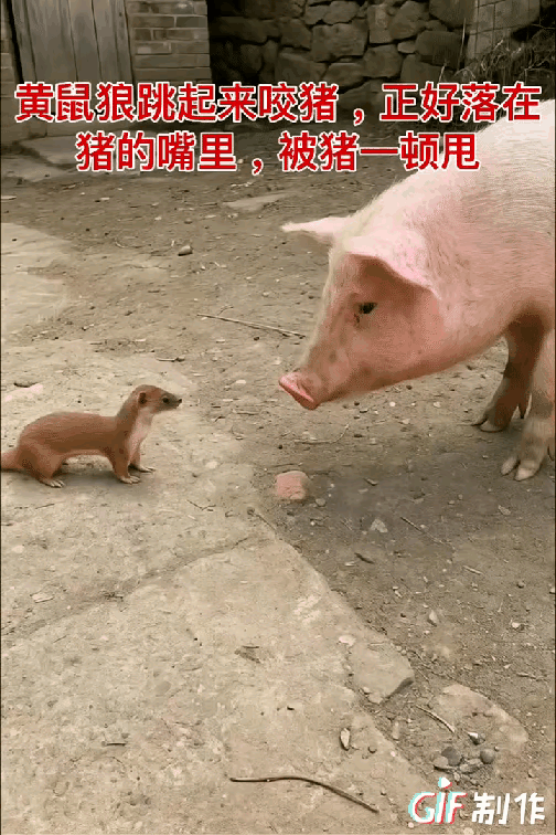 猪喜欢吃蛇，真的，我亲自见到过自家养的肥猪把一条一尺多长的毒蛇像吃辣条一样扯着吃