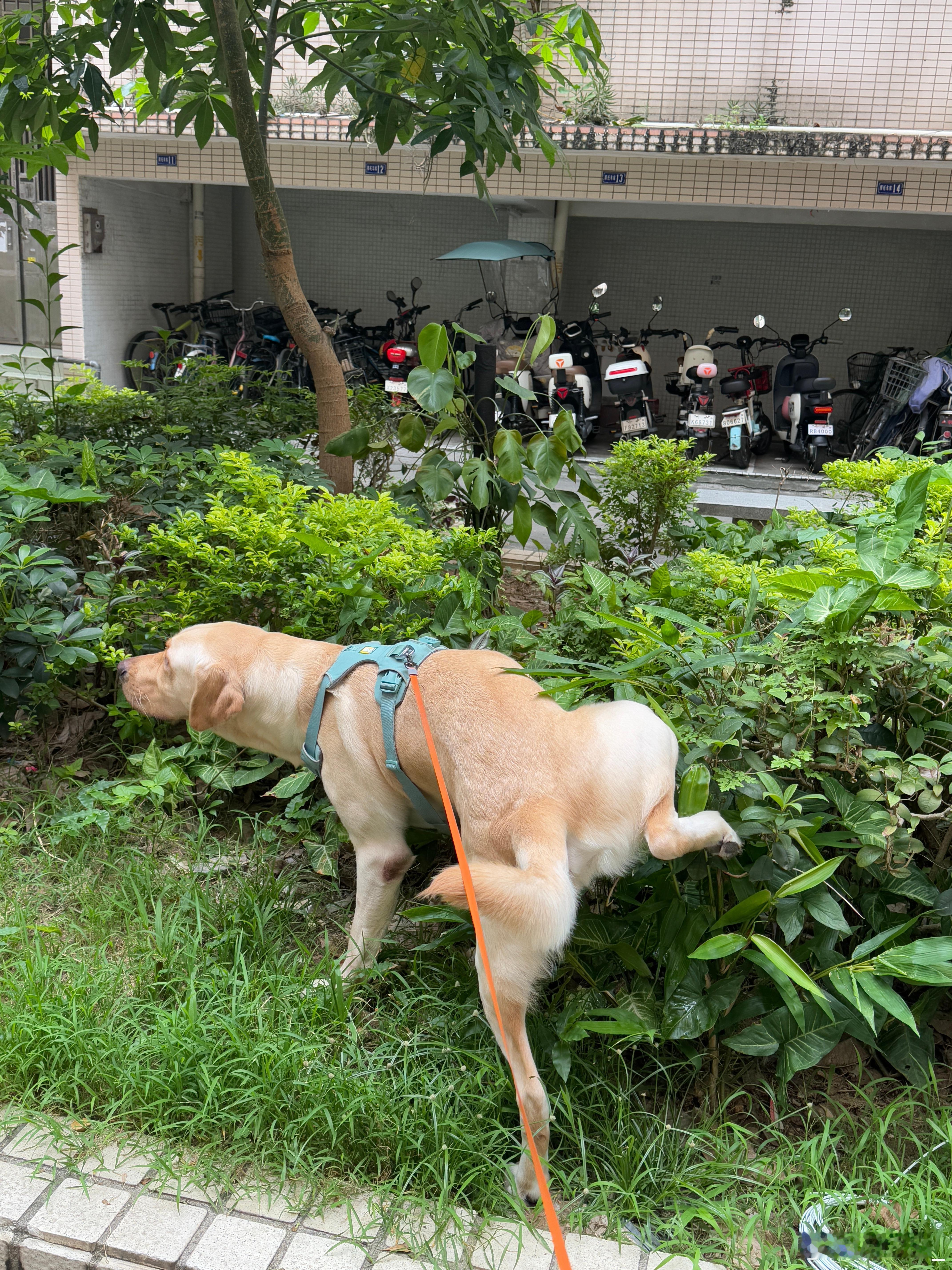 回家第一件事，遛狗一开门就被热烈迎接的感觉真好[抱抱]然后还没高兴多久马上下楼