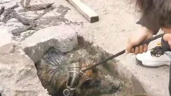 泪目了！一位小哥哥路过一处下水道时，居然听到了有狗的哀叫声，于是他就开始找寻，结
