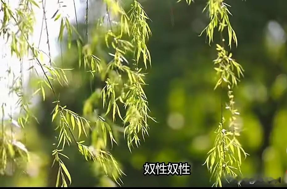 为什么有些女人喜欢外国人，这个博主给说对了，就是奴性，奴性惯了，崇媚洋外，不管是