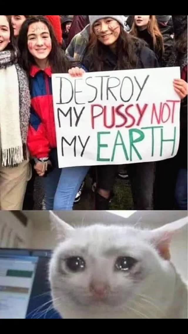 为什么欺负小猫memes