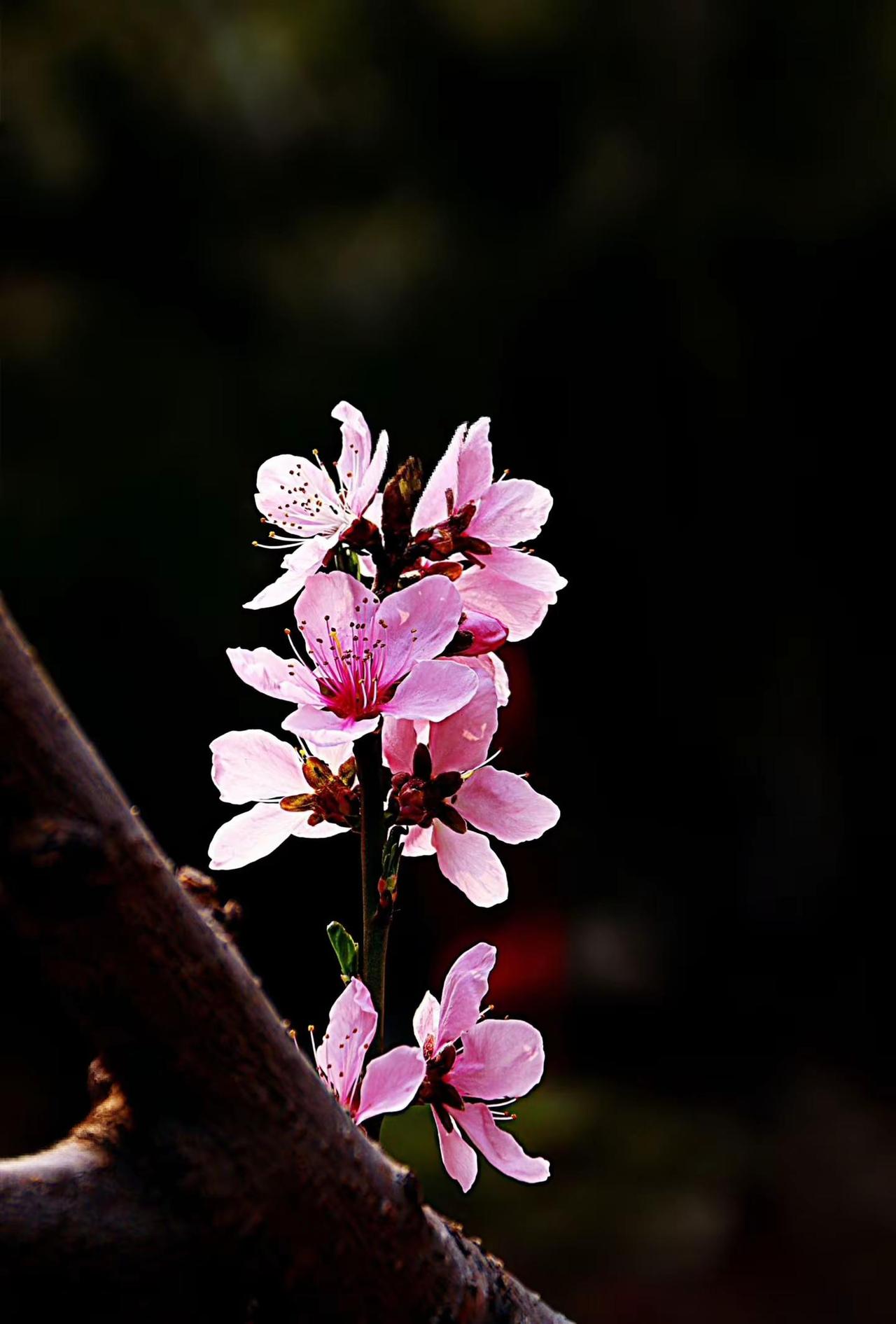 桃花树下美人开。我的摄影日记拍花治愈系原创花草摄影拍花随记
