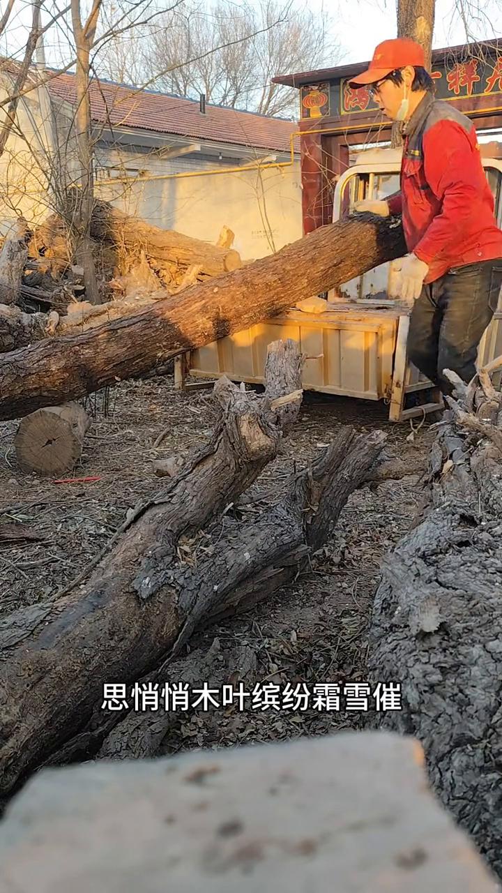 猜猜这根香椿木多重？独默默桃花又红人不归，一番番青春未尽游丝逸。思悄悄木叶缤纷