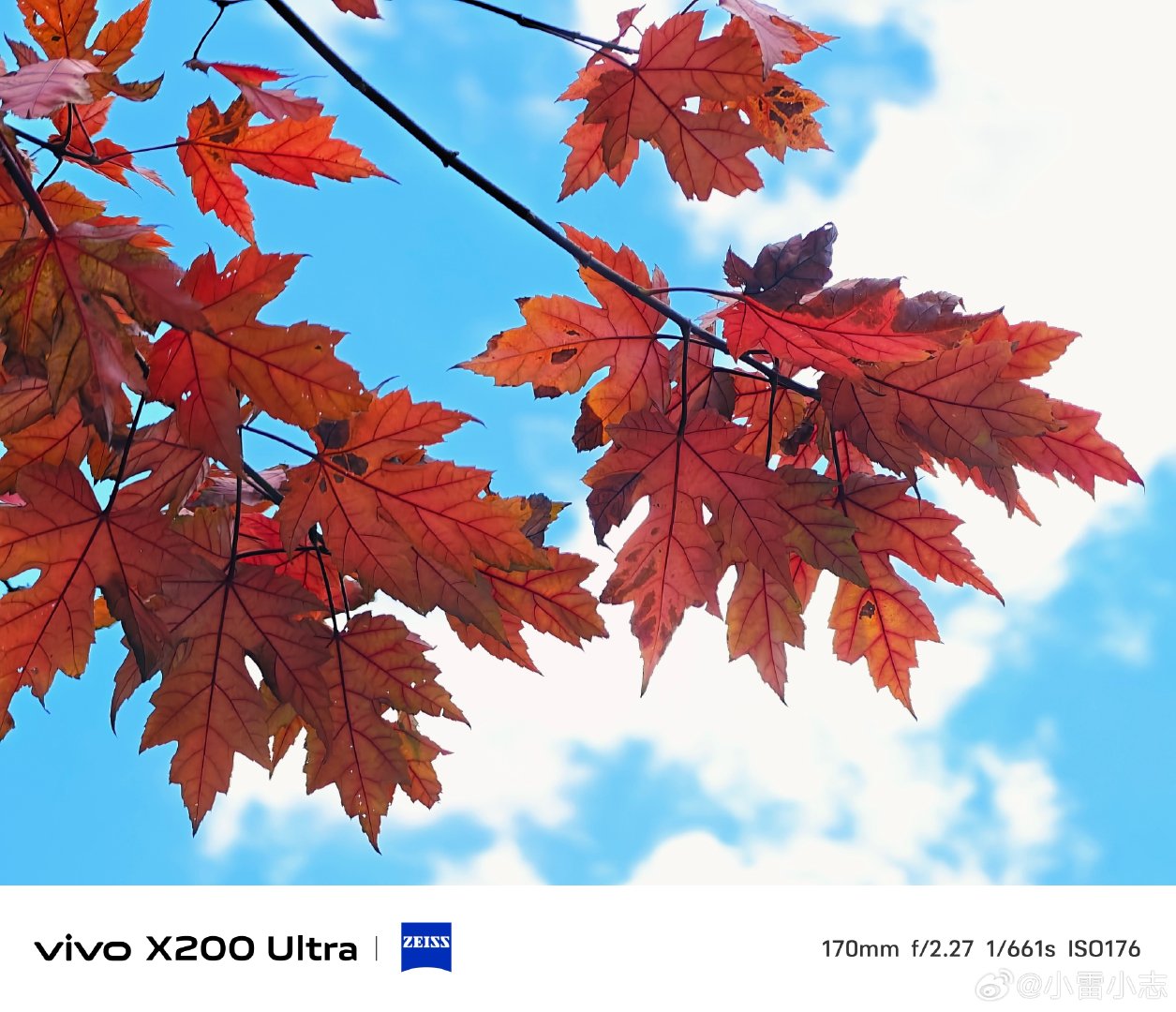 #vivo#晴空衬着层层红枫，秋叶热烈舒展。vivoX200Ultra蔡司镜头，定格秋日独有的浓烈色