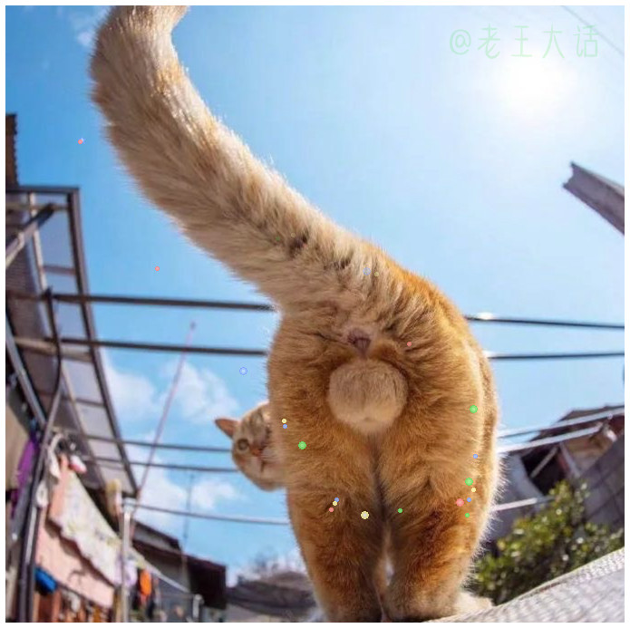 真·猫片，一次看过瘾！