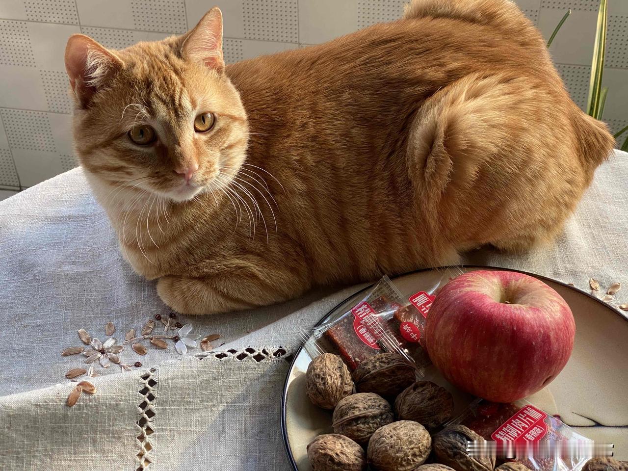 我家的橘猫月月有猫咪陪伴的下午你家的猫咪会待在你身边吗？