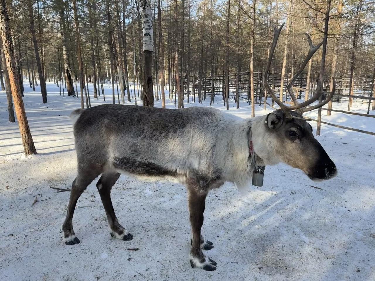 鹿和马同样四蹄、同样奔跑，凭什么一个统治了人类几千年的战场与迁徙路。另一个只