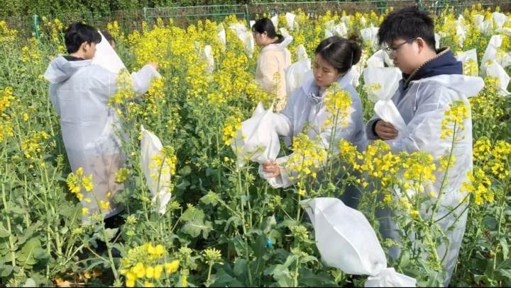 一颗油菜新品种带来早春遍地金 杭州科技特派员“解锁”农田增收新密码