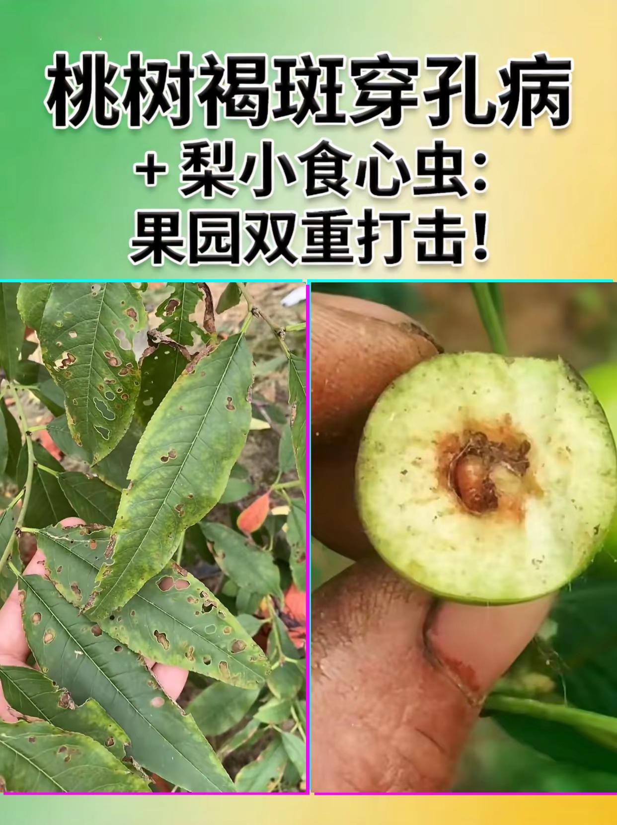 桃树褐斑穿孔病+梨小食心虫，防治关键。桃树种植褐斑病穿孔病