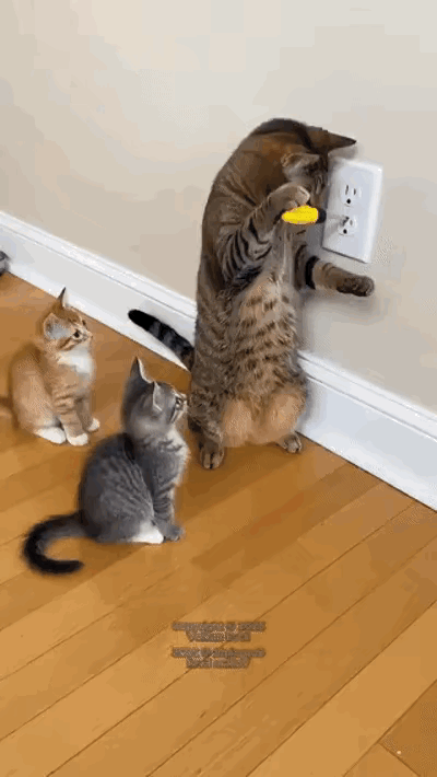 猫咪天生就机灵好动，总爱这儿扒拉一下、那儿抓挠两下，好奇心特别强。有这么一只猫，