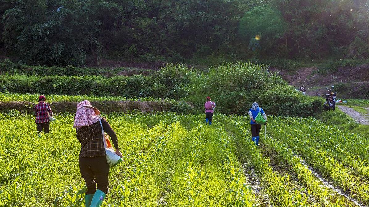 揭秘: 夏玉米高密度种植如何大幅提高产量